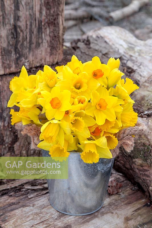 Bunch of Narcissus in metal bucket surrounded by logs