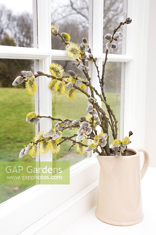 Pussy Willow in a cream jug with a view to the garden