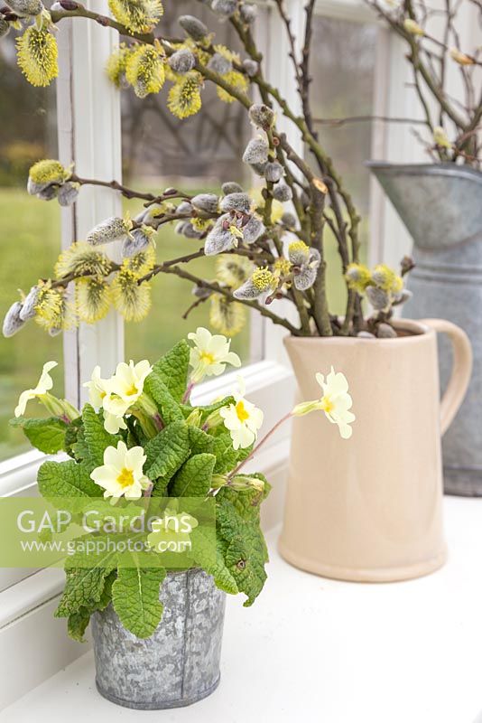 Pussy Willow in a cream jug and Primula in galvanised pot, with a view to the garden