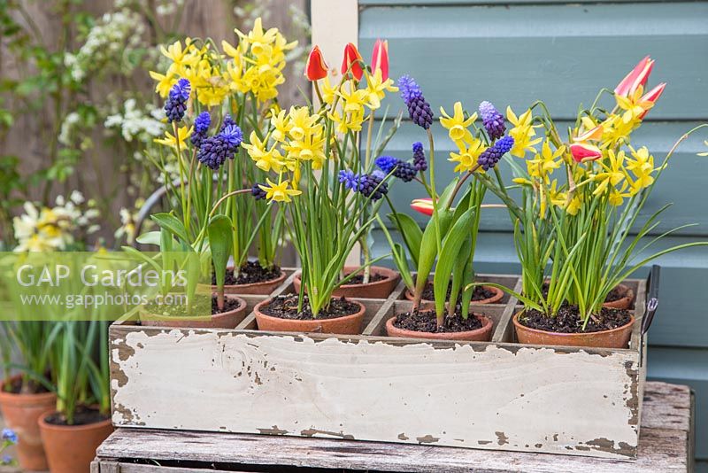 Vintage trug containing Muscari, Narcissus and Tulips