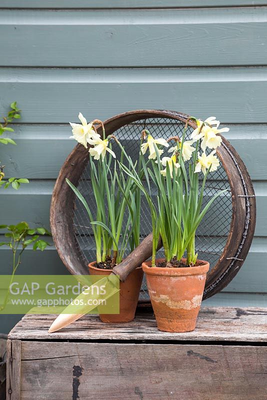 Potted Narcissus accompanied with Trowel and Riddle
