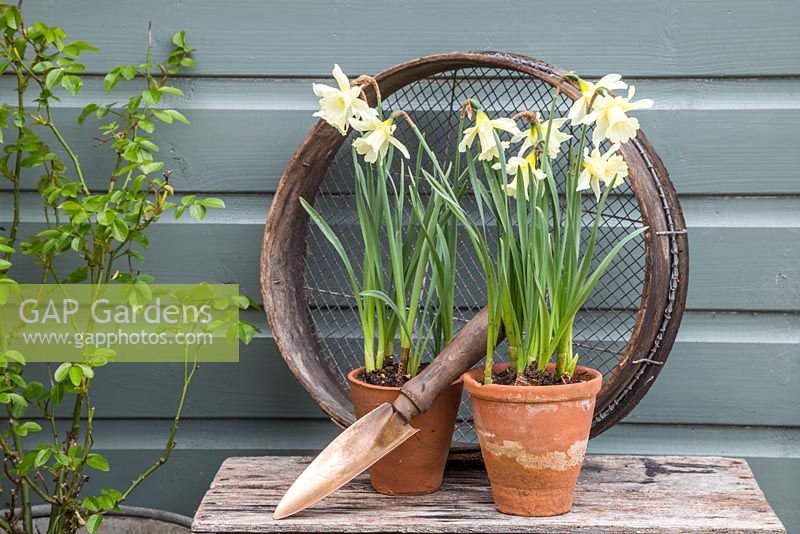 Potted Narcissus accompanied with Trowel and Riddle