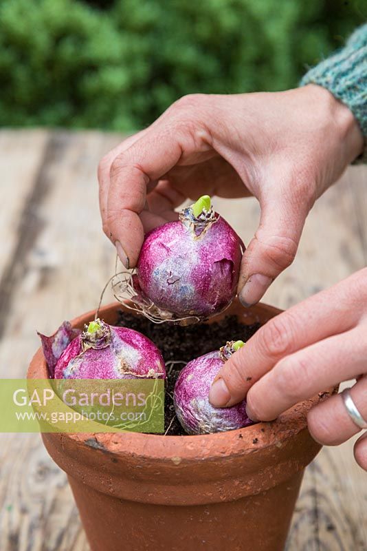 Plant the Hyacinth bulbs evenly spaced apart within the pot