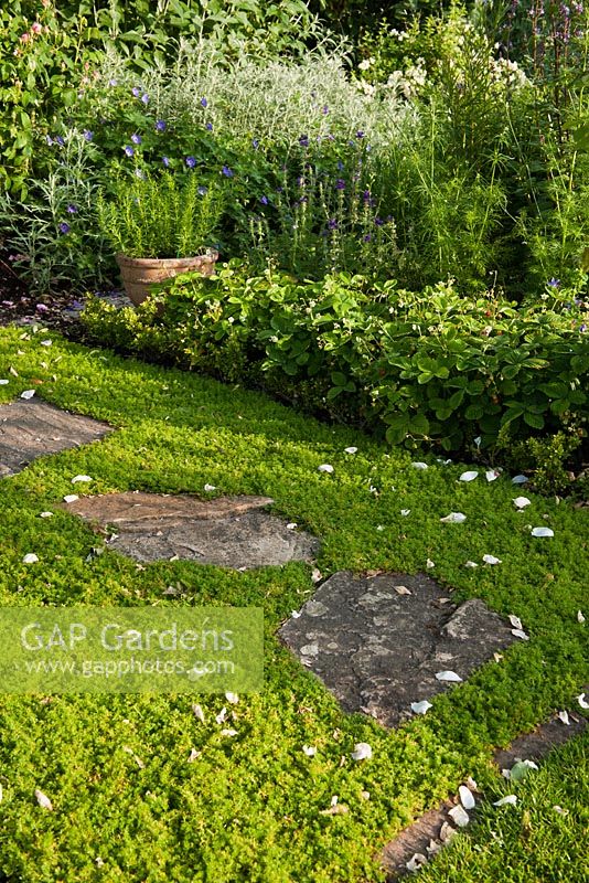 Stone stepping stone path through Chamomile lawn - Chamaemelum nobile 'Treneague' 