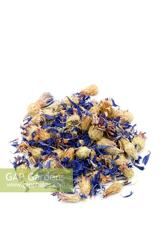 Centaurea cyanus - Cornflower. This is an anti-inflammatory herb that is used in Herbal medicine for treating minor external wounds, ulcers and conjunctivitis. 
