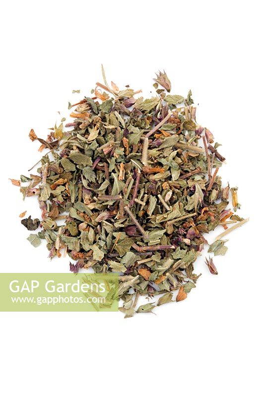 Chopped pieces of Germander or Wall germander - Teucrium chamaedrys for use in herbal medicine