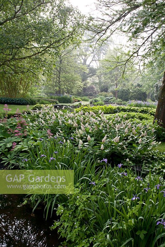 Maianthemum racemosa, Iris versicolor and Rodgersia pinnata in early morning light. View at Longstock Park Water Gardens in May, Hampshire.
