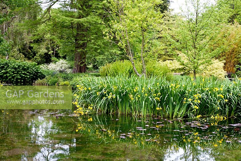Iris pseudocorus and reflections at Longstock Park Water Gardens in May with Betula and Taxodium distichus