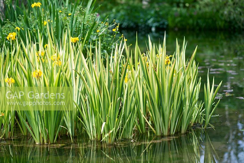 Iris pseudocorus 'Variegata' 