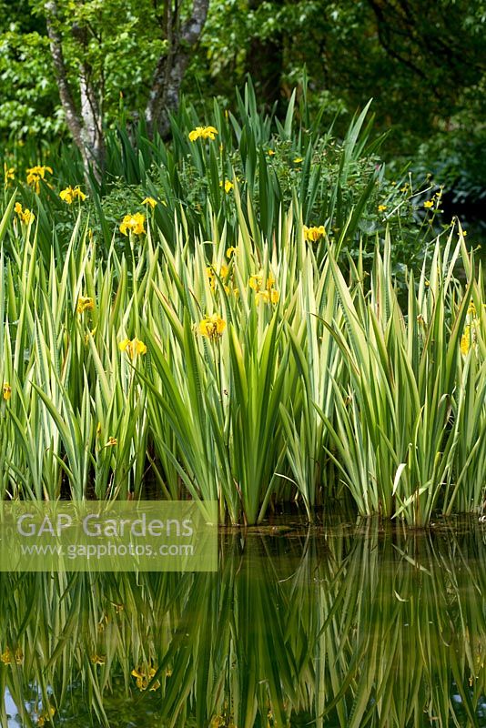 Iris pseudocorus 'Variegata' 