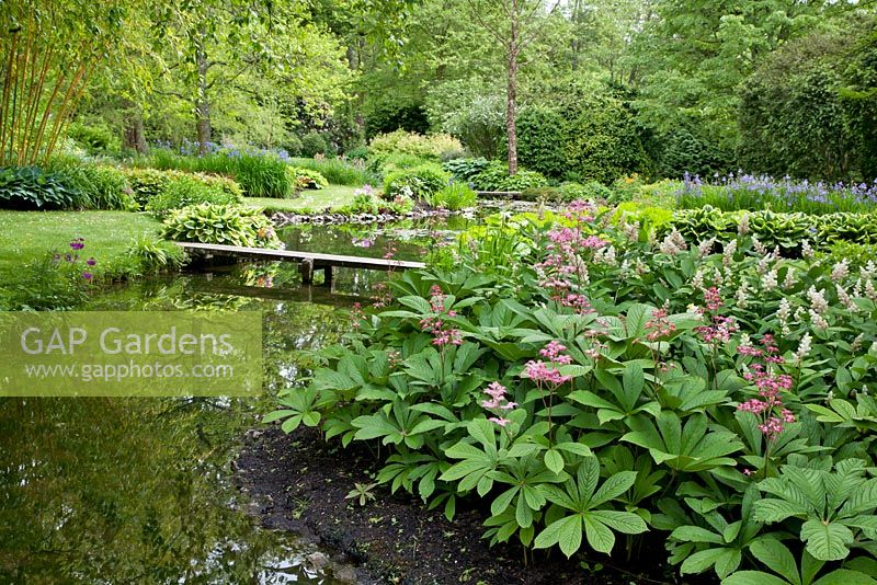 Maianthemum racemosa, Rodgersia pinnata and Iris siberica in the distance . View at Longstock Park Water Gardens in May, Hampshire