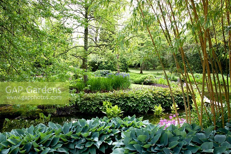 Hosta 'Blue Diamond' and Phyllostachys vivax 'Aureocaulis' in the foreground with Astilbes and Iris siberica in the distance. View at Longstock Park Water Gardens 