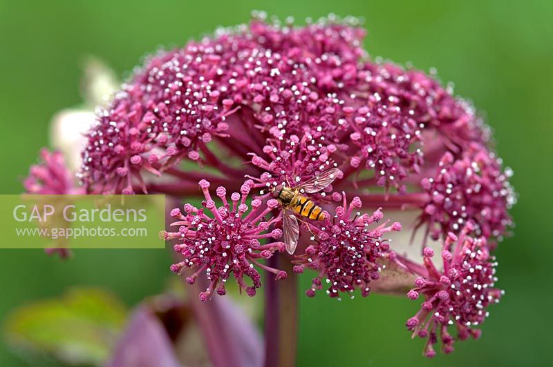 Angelica gigas with Hoverfly