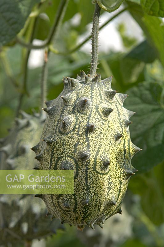 Cucumis metuliferus - hedgehog gourd, Horned melon