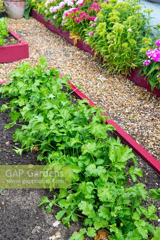Row of coriander in raised bed with shingle pathway.