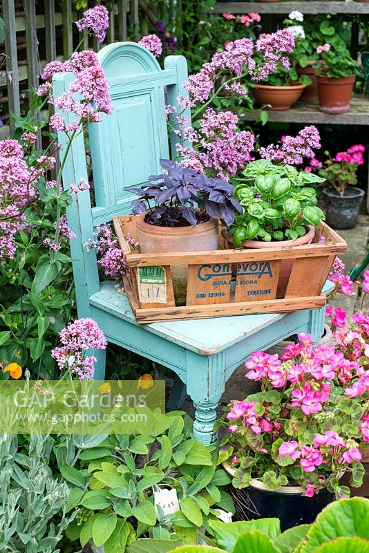 Early summer garden scene with pot grown red and sweet basil in vintage fruit box on antique painted chair.