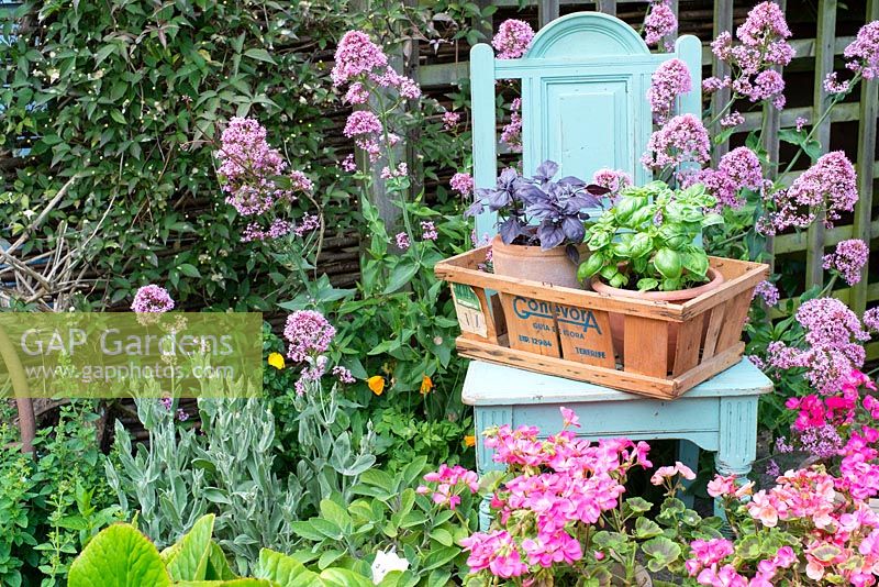 Early summer garden scene with pot grown red and sweet basil in vintage fruit box on antique painted chair.