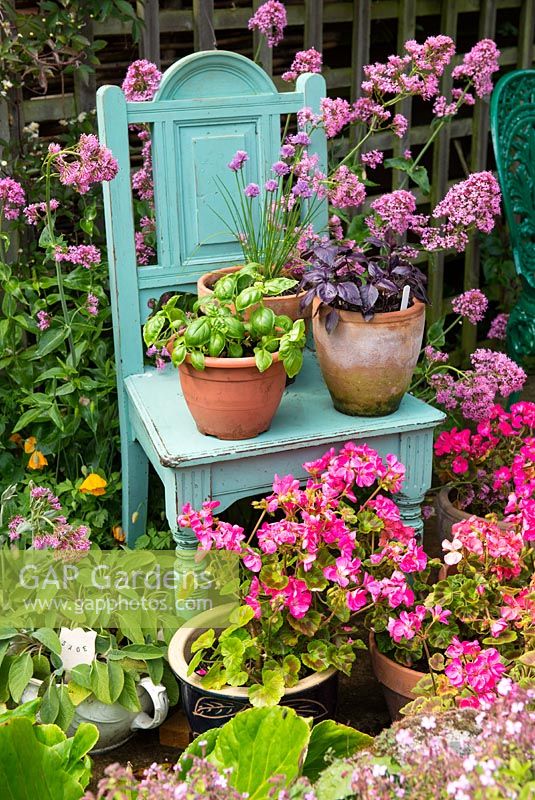 Early summer garden scene with pot grown chives, red and sweet basil on antique painted chair.