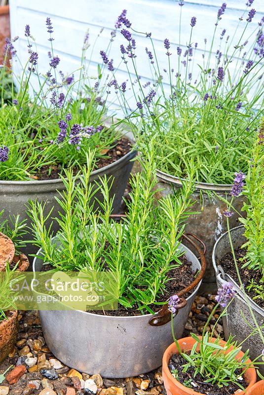 Display of containers and pots with lavender, rosemary and hyssop.
