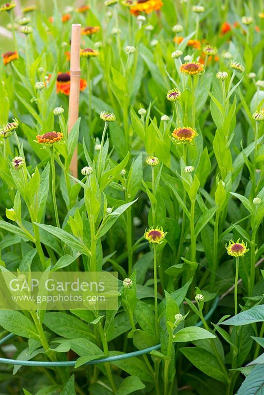 Helenium 'Sahins Early Flowerer' about to flower supported by canes and plastic hoops.