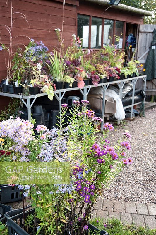 Colourful autumn plants displayed for customers to see in the sales area. Norwell Nurseries, Norwell, Notts, UK