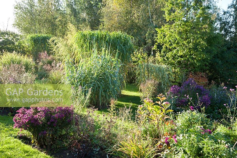 Grasses and bamboos are planted singly to reveal their shapes, with Arundo donax in the foreground, miscanthus and deschampsias beyond. Norwell Nurseries, Norwell, Notts, UK