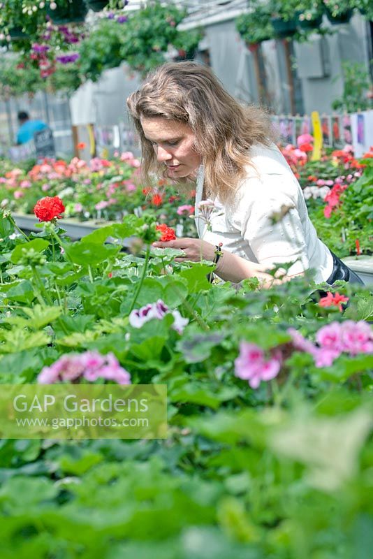 Katarina Brandt of Ludic Landscapes visiting the nursery at Heerde to select pelargoniums for her garden '101 Pelargoniums' at the gardenfestival of Chaumont sur Loire.