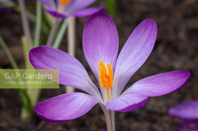 Crocus 'Whitewell Purple', pot grown in greenhouse, early spring