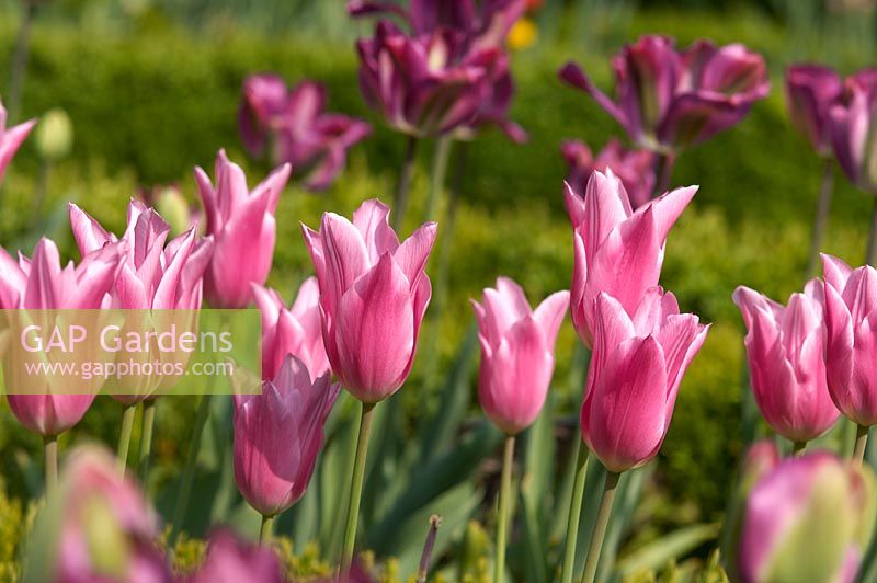 Tulipa 'China Pink' and Tulipa 'Knight Rider'