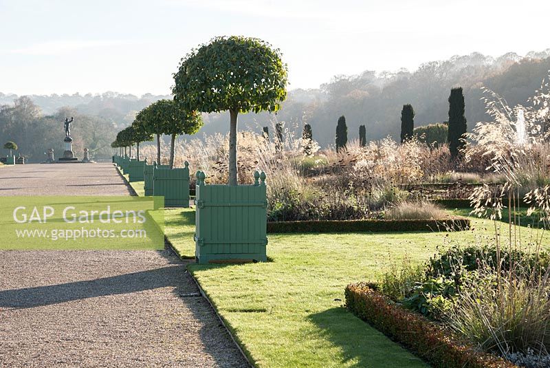 Lines of Versailles planters containing standard clipped Portuguese laurels - Prunus lusitanica in the Italian Garden, Trentham Gardens
