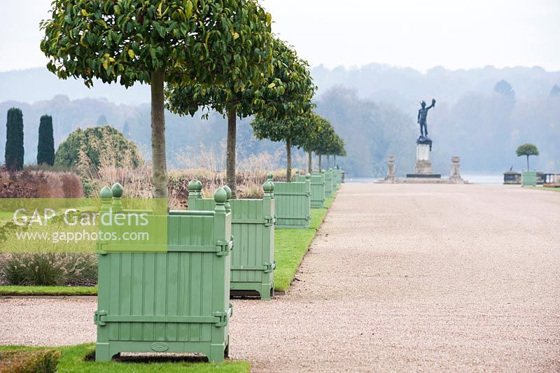 Line of Versailles planters containing standard clipped Portuguese laurels - Prunus lusitanica in the Italian Garden, leading towards statue, Trentham Gardens