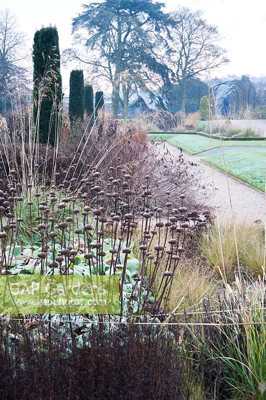 Seedheads of Phlomis russeliana and ornamental grasses in the Italian Garden, Trentham Gardens