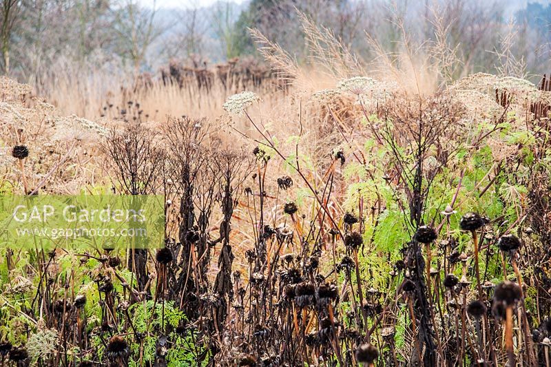 Seedheads of echinacea, dead grasses and living green Selinum wallichianum, mingle in the Floral Labyrinth, part of the Eastern Pleasure Ground, designed by Piet Oudolf. Trentham Gardens.