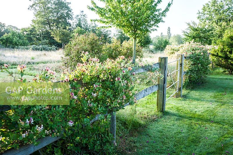 Fence supporting honeysuckles and roses divides the garden from the adjoining meadow.