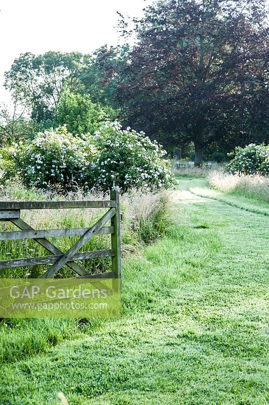 Gateway into meadow with mown paths leading through long meadow grasses past trees and flowering species shrub roses.