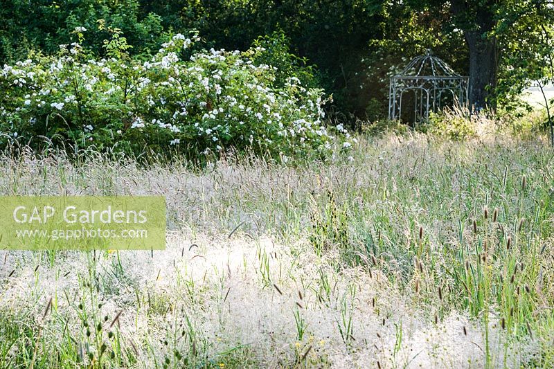 Mound of species rose Rosa x dupontii surrounded by long meadow grass with metal arbour beyond