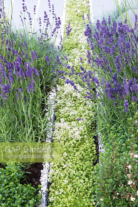 Lavender beside a planted rill in the paving filled with aromatic thyme. Living Landscapes: Healing Urban Garden, RHS Hampton Court Palace Flower Show 2015