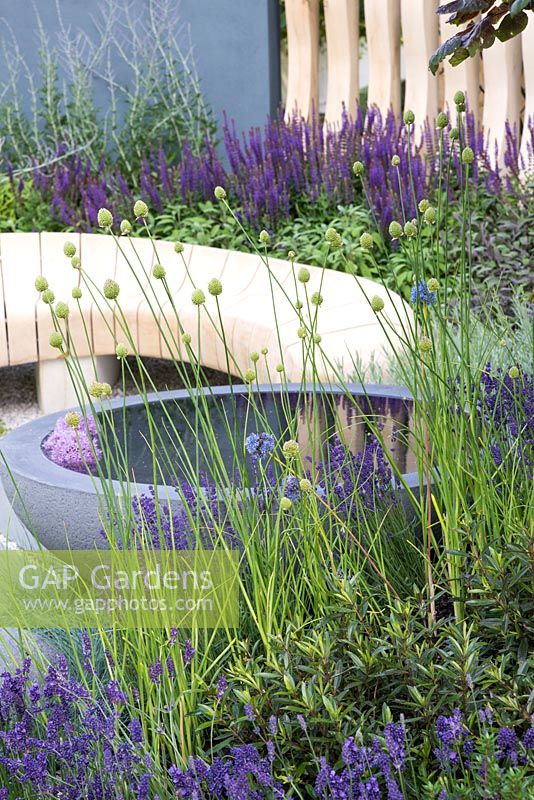 Curved Oak bench and circular pool surrounded by planting of Salvia officinalis 'Purpurascens', Lavandula angustifolia, allium and Salvia nemorosa - Living Landscapes: Healing Urban Garden, RHS Hampton Court Palace Flower Show 2015