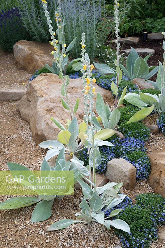 Gravel area with silvery Verbascum bombyciferum and groundcover plant Pratia pedunculata 'County Park' - Encore: A Music Lover's Garden, RHS Hampton Court Palace Flower Show 2015