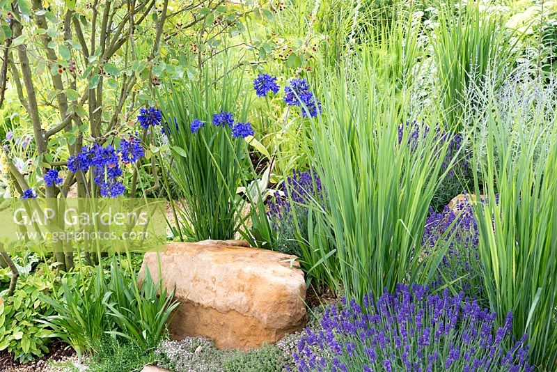 Dry border with Agapanthus 'Sophie', Lavandula angustifolia 'Hidcote' and foliage of Iris sibirica 'Dreaming Yellow' - Encore: A Music Lover's Garden, RHS Hampton Court Palace Flower Show 2015