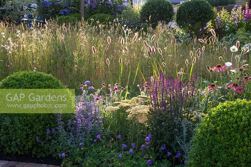 Morning sun on wildflower garden and border with balls of Buxus sempervirens, Salvia, Achillea, Echinacea, Nepeta and Geranium 'Rozanne'. Urban Oasis, RHS Hampton Court Flower Show 2015