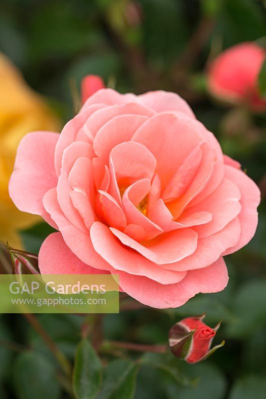 Rosa 'Fascination', floribunda type
