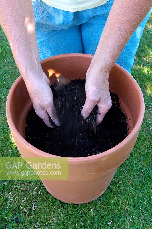 Mixing moisture retaining granules and slow release fertiliser into pot filled with compost