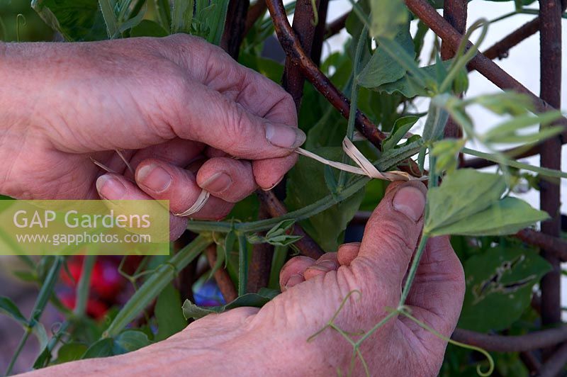 Tie sweetpea stem to plant support using raffia