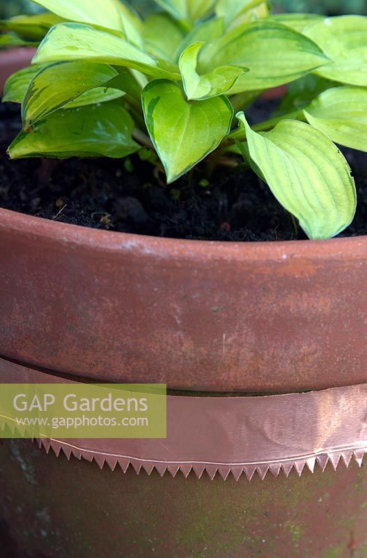 Copper tape ring surrounding pot to deter slugs and snails from young hosta