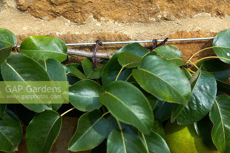 Pear tree branch tied to wire fixed horizontally on wall