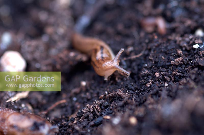 Slug on compost