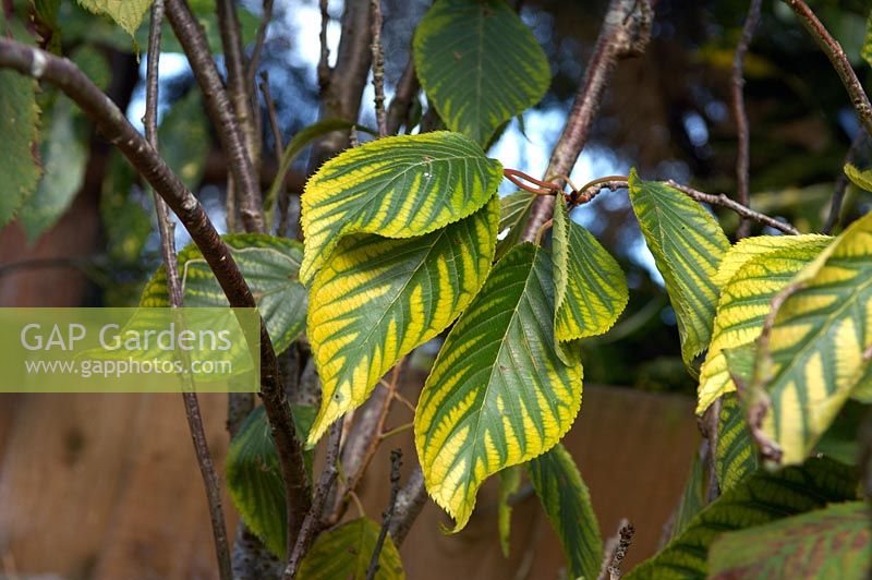 Prunus leaf with magnesium deficiency, chlorosis, yellowing between the veins, in older leaves