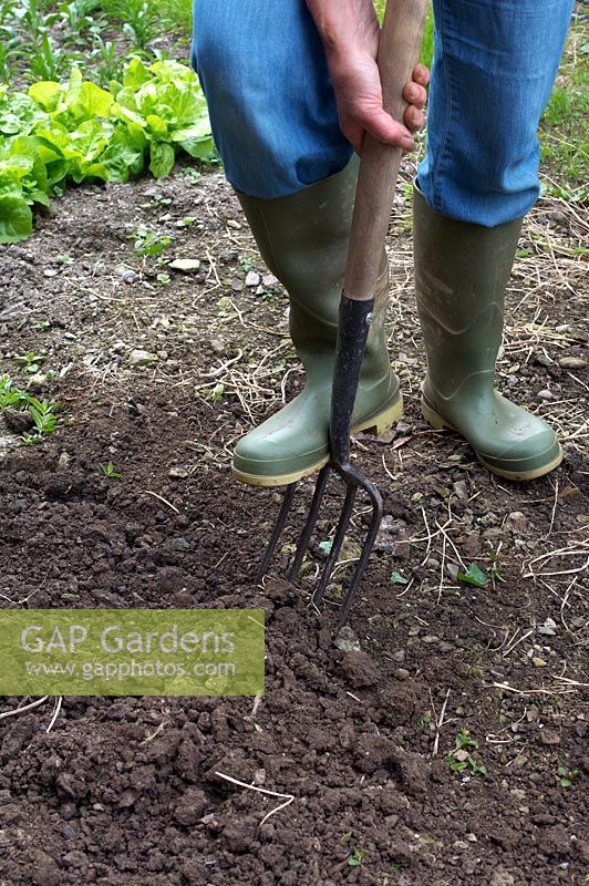 Forking vegetable patch to prepare soil