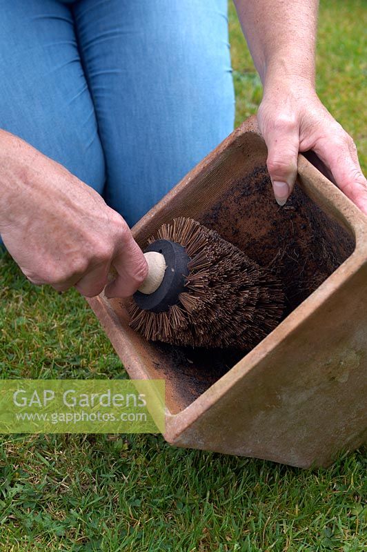 Planting Tulip Bulbs. Step One - Use pot brush to clean old compost away, to help avoid disease